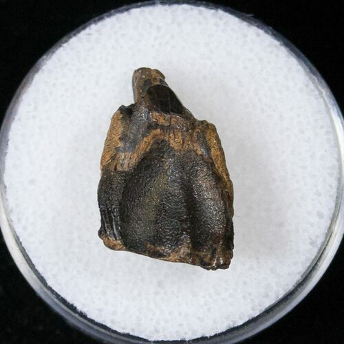 Triceratops Shed Tooth - Montana #16635